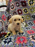 Rebecca , a female Morkie for sale in Snowflake, AZ – 1 of 7