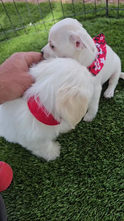 Elijah , a male Morkie for sale in Snowflake, AZ – 2 of 4
