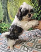 SADIE, a female Mal Shi for sale in Snowflake, AZ – 4 of 7