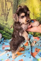 Boscoe, a male Morkie for sale in Snowflake, AZ – 6 of 6