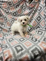SNOWFLAKE , a female Maltese and Morkie for sale in Snowflake, AZ – 8 of 10