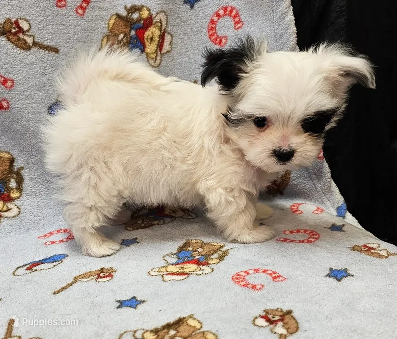 Puperoni – Morkie puppy for sale in Snowflake, AZ
