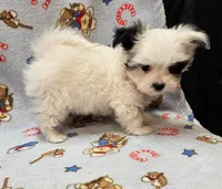 Puperoni, a male Morkie for sale in Snowflake, AZ – 1 of 10