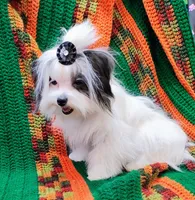 Cali, a female Morkie for sale in Snowflake, AZ – 6 of 8