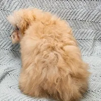 Marcus , a male Poodle - Toy  for sale in Snowflake, AZ – Photo 6 of 10