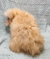 Marcus , a male Poodle - Toy  for sale in Snowflake, AZ – Photo 6 of 10