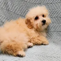 Marcus , a male Poodle - Toy  for sale in Snowflake, AZ – Photo 10 of 10