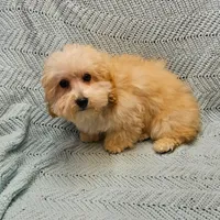 Marcus , a male Poodle - Toy  for sale in Snowflake, AZ – Photo 8 of 10