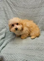 Marcus , a male Poodle - Toy  for sale in Snowflake, AZ – Photo 8 of 10