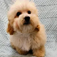 Marcus , a male Poodle - Toy  for sale in Snowflake, AZ – Photo 5 of 10