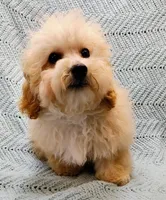 Marcus , a male Poodle - Toy  for sale in Snowflake, AZ – Photo 5 of 10