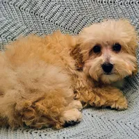 Marcus , a male Poodle - Toy  for sale in Snowflake, AZ – Photo 7 of 10