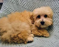 Marcus , a male Poodle - Toy  for sale in Snowflake, AZ – Photo 7 of 10