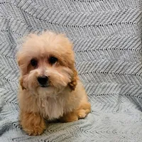 Marcus , a male Poodle - Toy  for sale in Snowflake, AZ – Photo 4 of 10