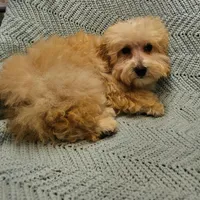 Marcus , a male Poodle - Toy  for sale in Snowflake, AZ – Photo 9 of 10
