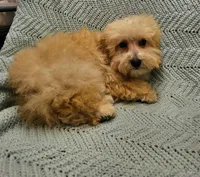 Marcus , a male Poodle - Toy  for sale in Snowflake, AZ – Photo 9 of 10