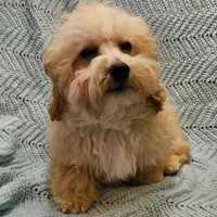 Marcus , a male Poodle - Toy  for sale in Snowflake, AZ – Photo 1 of 10