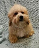 Marcus , a male Poodle - Toy  for sale in Snowflake, AZ – Photo 1 of 10