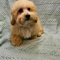 Marcus , a male Poodle - Toy  for sale in Snowflake, AZ – Photo 3 of 10