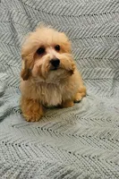 Marcus , a male Poodle - Toy  for sale in Snowflake, AZ – Photo 4 of 10