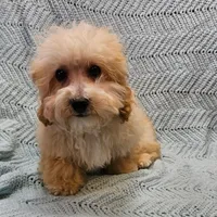 Marcus , a male Poodle - Toy  for sale in Snowflake, AZ – Photo 2 of 10