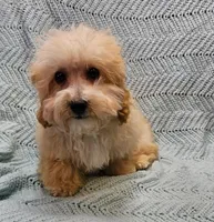 Marcus , a male Poodle - Toy  for sale in Snowflake, AZ – Photo 2 of 10