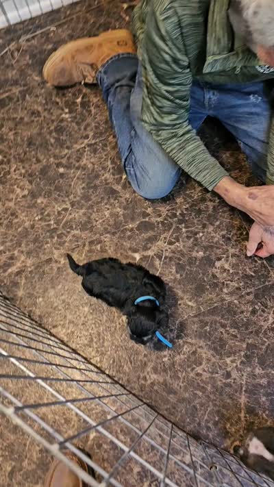 NESTLE , a male Yorkshire Terrier and Morkie for sale in Snowflake, AZ – 9 of 9