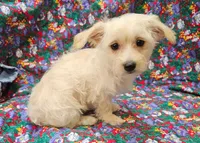 Rebecca , a female Morkie for sale in Snowflake, AZ – 7 of 8