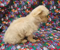 Rebecca , a female Morkie for sale in Snowflake, AZ – 6 of 8