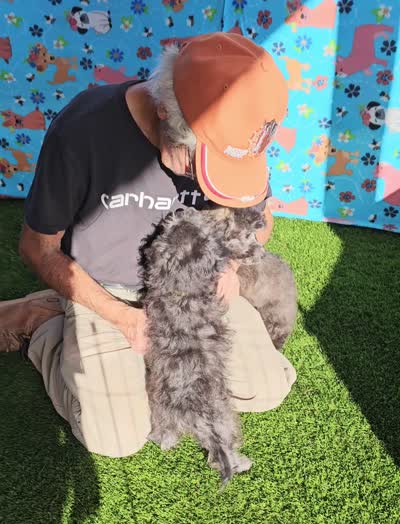 NAOMI, a female Maltipoo for sale in Snowflake, AZ – 7 of 7