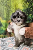 SABRINA , a female Toy Australian Shepherd and Mal Shi for sale in Snowflake, AZ – 4 of 8