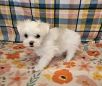 Spot, a male Maltese and Shih Tzu for sale in Snowflake, AZ – 6 of 9