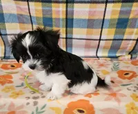 Checkers , a male Maltese and Shih Tzu for sale in Snowflake, AZ – 4 of 6