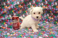 Pupcake, a female Morkie for sale in Snowflake, AZ – 3 of 7