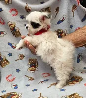 Puperoni, a male Morkie for sale in Snowflake, AZ – 10 of 10