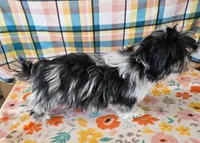 MACKY, a male Toy Australian Shepherd and Mal Shi for sale in Snowflake, AZ – 4 of 7