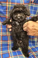 DINO, a male Maltipoo for sale in Snowflake, AZ – 3 of 7