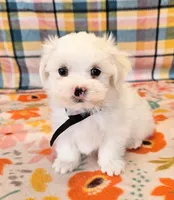 Snowbird, a male Maltese and Mal Shi for sale in Snowflake, AZ – 3 of 6