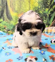 Hart, a male Mal Shi for sale in Snowflake, AZ – 6 of 9