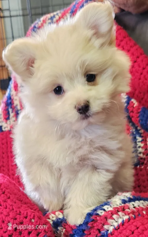LAURENA – Pomeranian, Morkie puppy for sale in Snowflake, AZ