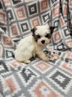 MELISSA , a female Yorkshire Terrier and Morkie for sale in Snowflake, AZ – 3 of 9