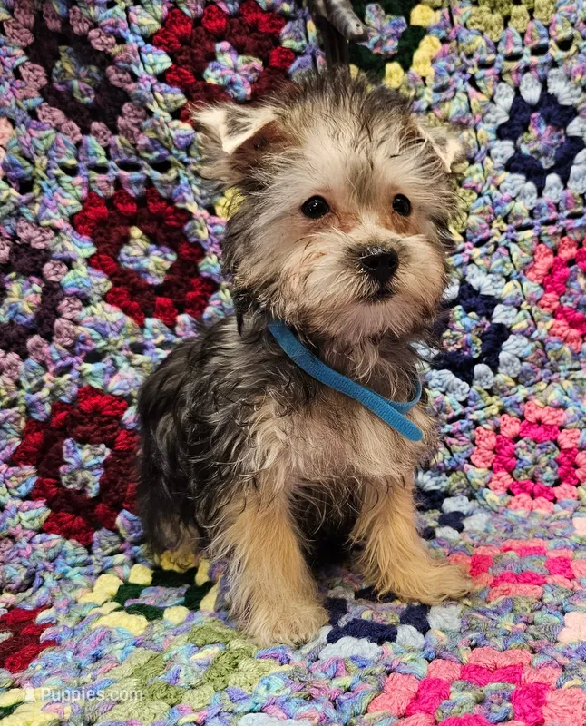 LONDON  – Morkie puppy for sale in Snowflake, AZ