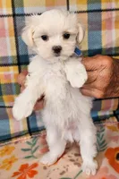 Igloo, a male Maltese and Mal Shi for sale in Snowflake, AZ – 4 of 6