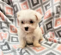 ICY, a female Morkie for sale in Snowflake, AZ – 5 of 8