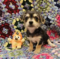 SARA, a female Morkie for sale in Snowflake, AZ – 4 of 7