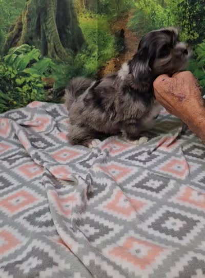 SABRINA , a female Toy Australian Shepherd and Mal Shi for sale in Snowflake, AZ – 7 of 8