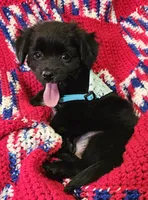 LEROY , a male Pomeranian and Morkie for sale in Snowflake, AZ – 3 of 5