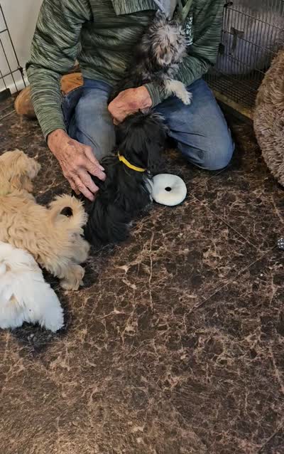 LONDON , a male Morkie for sale in Snowflake, AZ – 7 of 7