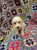 Rachel , a female Morkie for sale in Snowflake, AZ – 1 of 5