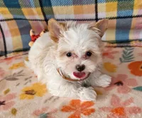 Revolver, a male Maltese and Yorkshire Terrier for sale in Snowflake, AZ – 6 of 9